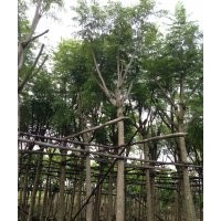 藍(lán)花楹