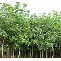 對節(jié)白蠟的性能和種植管理方式