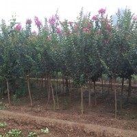 供應(yīng)紫薇、獨干紫薇、叢生紫薇、百日紅
