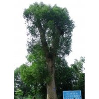 第0006號移植單桿骨架香樟樹出售中