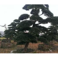 羅漢松