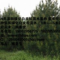 2014中國(guó)綠化白皮松苗木銷售