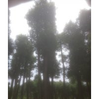 香樟香樟樹價格，價格香樟香樟樹