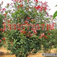 意楊苗木價(jià)格，意楊價(jià)格