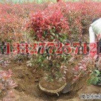 紫薇苗木價(jià)格，紫薇價(jià)格
