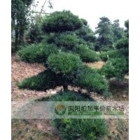 湖南羅漢松