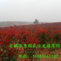紅葉石楠籬笆苗｜紅葉石楠籬笆苗價格｜紅葉石楠籬笆苗圖片