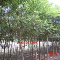 供應(yīng)國槐1--4公分國槐