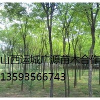國槐出售、2-3公分國槐低價(jià)供應(yīng)