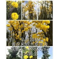 大規(guī)格球形多花黃花風鈴木