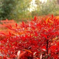 供應(yīng)：蚊母，南天竹，麥冬草，蔥蘭花