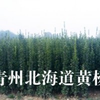青州北海道黃楊