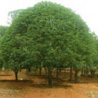 湖南香樟樹價(jià)格香樟香泡樹價(jià)格欒樹價(jià)格