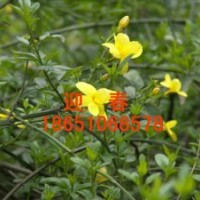 出售迎春、迎春哪里多、到哪買迎春、迎春基地、賣迎春