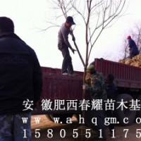 安徽肥西出售烏桕小苗，2-30公分烏桕價(jià)格