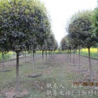 成都苗木基地批發(fā)成都高桿桂花樹基地.成都桂花,溫江桂花
