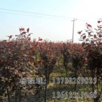 供應(yīng)金葉榆苗木基地