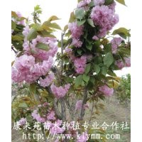 急售香樟，紫葉李，紅葉石楠，龍爪槐，大葉女貞，月季，核桃，櫻