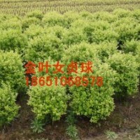 供應(yīng)山東金葉女貞球、金葉女貞球哪里便宜、哪里有金葉女貞球、到