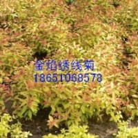 江蘇金焰繡線菊價格、江蘇金焰繡線菊供應、江蘇賣金焰繡線菊