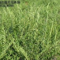 紅葉碧桃，平枝荀子，水臘，迎春，繡線菊，黃櫨