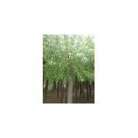 構(gòu)樹(shù)，刺槐，千頭椿，欒樹(shù) 法桐，垂柳，香花槐，金葉榆