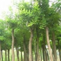 河北國(guó)槐