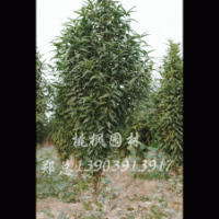 大量供應(yīng)華龍楊、全紅楊系列、翠玉紅楊、美國(guó)紅楓、龍柱碧桃、桃