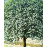 直徑43公分大桂花、大型紫薇