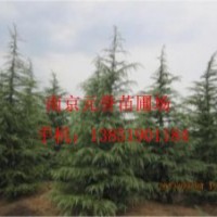供應(yīng)；大雪松，小雪松，工程苗雪松，一級(jí)苗雪松