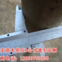 供應(yīng)山東濟(jì)寧8公分4.5米裸根定桿法桐價(jià)格