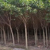 供應(yīng)：大葉女貞，紅葉李，紫薇，白玉蘭，石楠球，海桐球等綠化苗