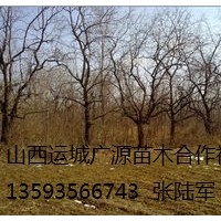 棗樹(shù)出售、6、7、8公分棗樹(shù)、貨源充足價(jià)格優(yōu)惠