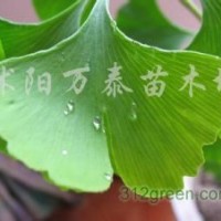 供應(yīng)意楊、紅葉楊、國槐、垂柳、法桐、銀杏