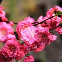 供應(yīng)榆葉梅、珍珠梅、金絲梅、紅葉桃、碧桃