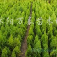 供應(yīng)塔柏、龍柏、蜀檜、北京檜、灑金柏、鋪地柏