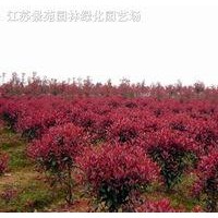 應(yīng)紅葉石楠、月季、水蠟、連翹、品種月季、石楠