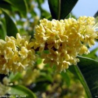 供應(yīng)桂花樹(shù)苗 桂花樹(shù)苗木的價(jià)格 桂花樹(shù)小苗批發(fā)