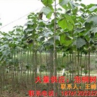 供應(yīng)泡桐樹(shù)苗 泡桐樹(shù)小苗的價(jià)格 泡桐樹(shù)苗木的批發(fā)