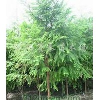 供應(yīng)意楊、紅葉楊、國(guó)槐、垂柳、法桐、銀杏