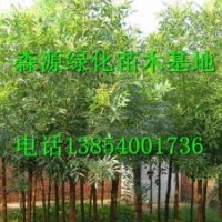 供應(yīng)7公分8公分白蠟價(jià)格-白蠟小苗批發(fā)
