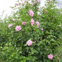 叢生木槿，木槿花，湖南木槿價(jià)格