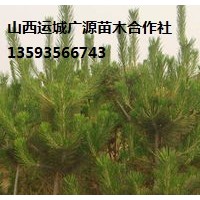 油松出售、山西油松、2.5米以上油松低價(jià)供應(yīng)