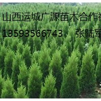 蜀儈出售、2-3米以上大量蜀儈、貨源充足、價(jià)格優(yōu)惠