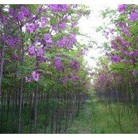 香花槐出售、2、3公分以上低價(jià)香花槐優(yōu)惠供應(yīng)