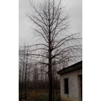 長期供應(yīng)35公分銀杏實(shí)生樹