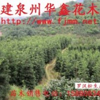 羅漢松