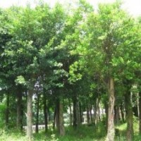 小葉榕