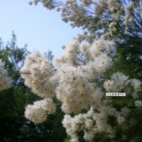 白千層