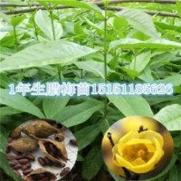 臘梅苗
